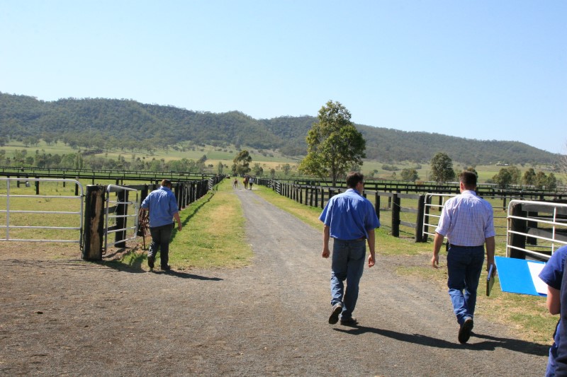 Arrowfield Stud - 006.JPG